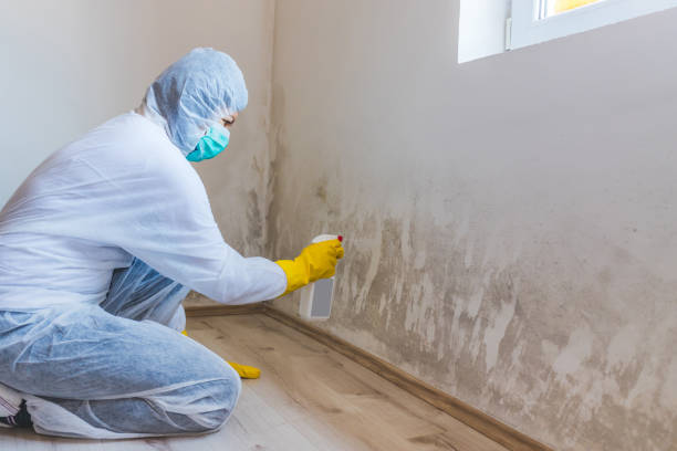 Hvac And Air Duct Mold Remediation inspection of HVAC system in Bellevue
