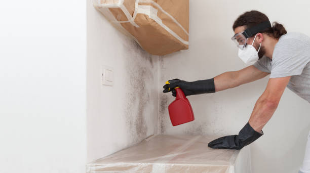 Basement Mold Remediation treatment on basement walls in Bellevue